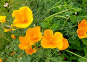 CALMING CALIFORNIA POPPY